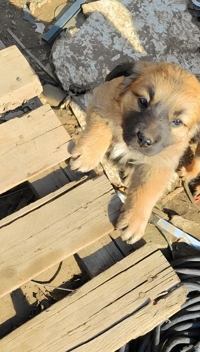 Щенок 2 месяца ищет хозяина. Парень