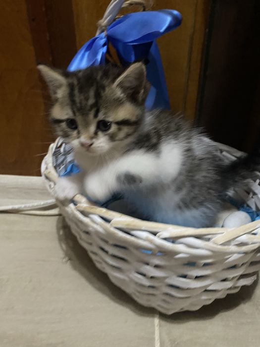 Подарявам малки котета.