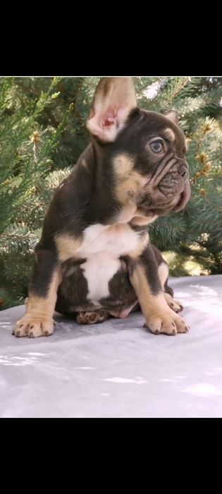 Французский бульдог