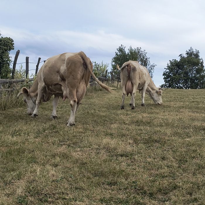 Vaca de vânzare cu lapte