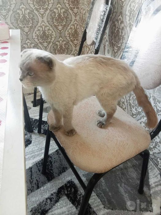 Кот Scottish fold