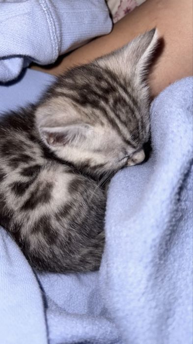 Продам котенка Бенгал мальчик