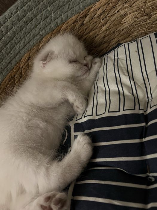 Продам котёнка девочка