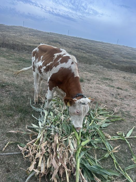 Vand viteaua alb cu rosu