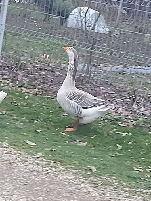 Vând o pereche de gâște românești