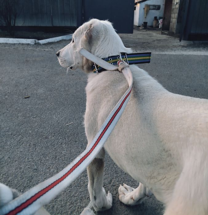 Щинок алобай 5месецов