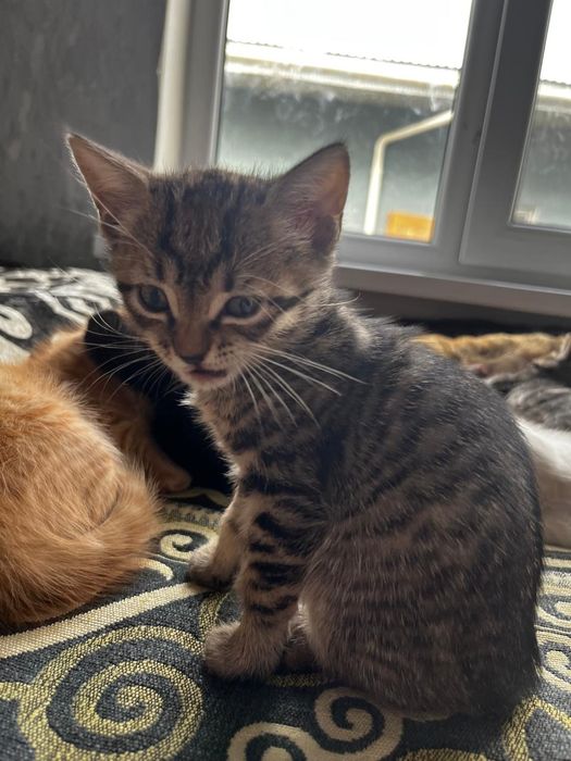 Отдам котёнки бесплатно