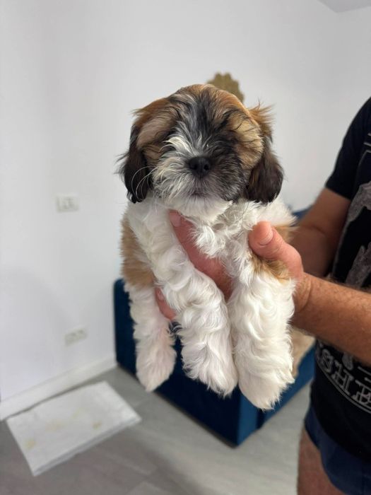 Shih-tzu,fetita,model deosebit, vaccinata și deparazitația la zi !