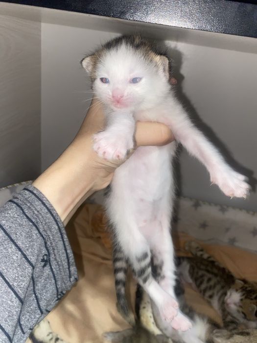 Продаются бенгальские кошки