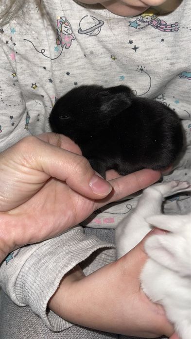 Декоративный кролик