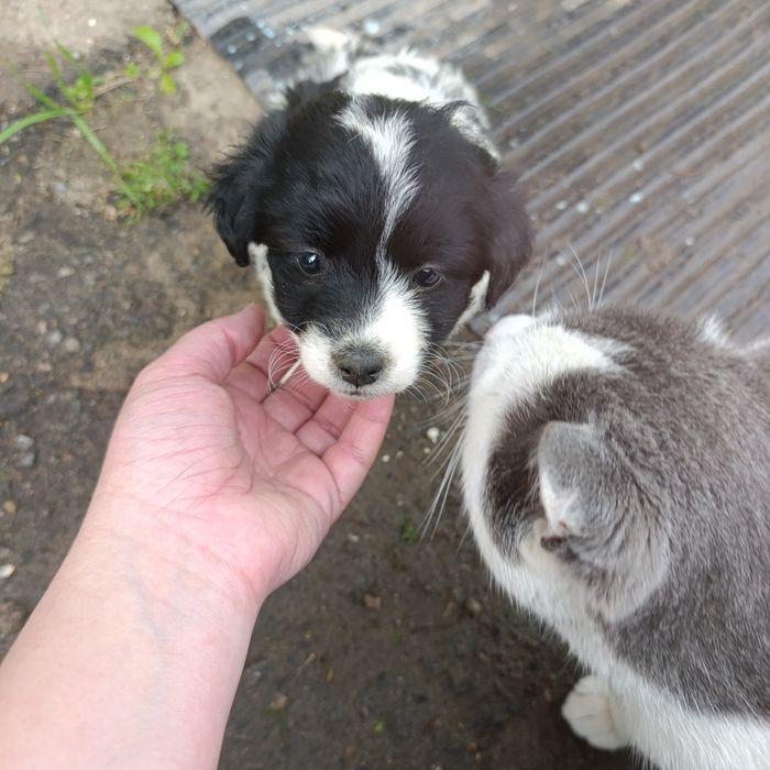 Щенки в добрые руки