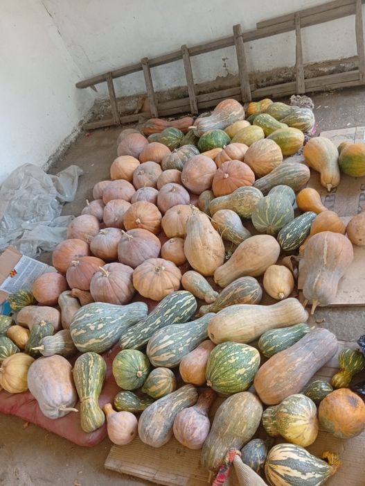 Продам тыкву домашние