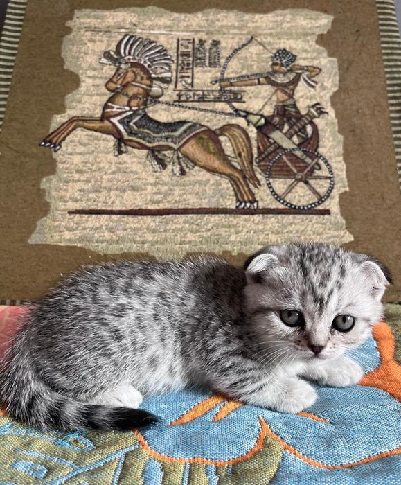 Шотландские вислоушки