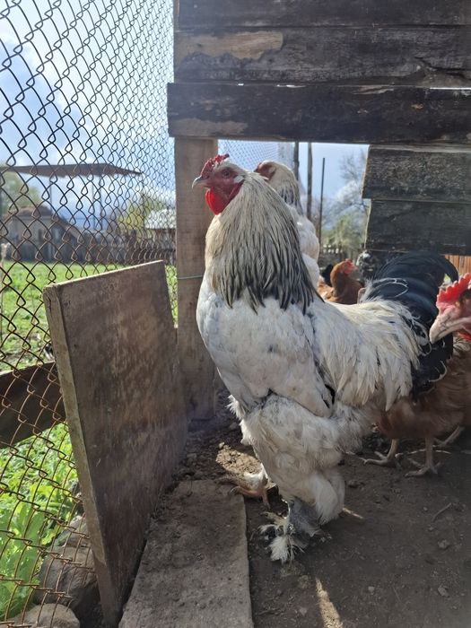 Брама Петух,молодой9мес .