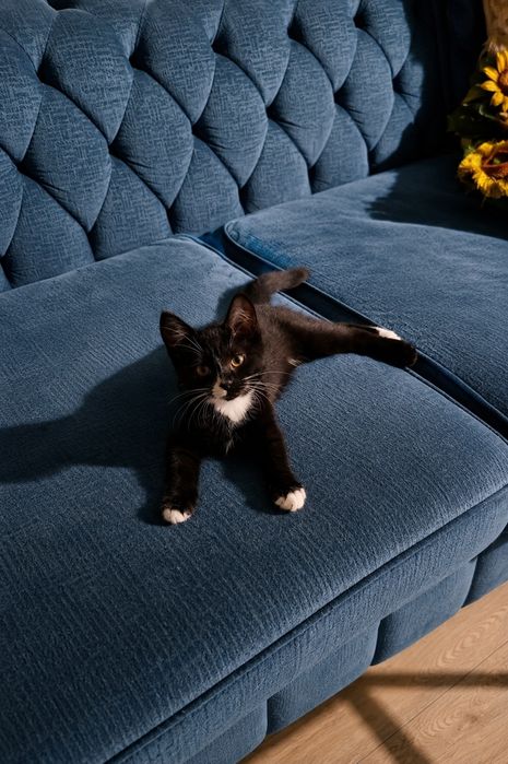 Котенок 3-4 месяца
