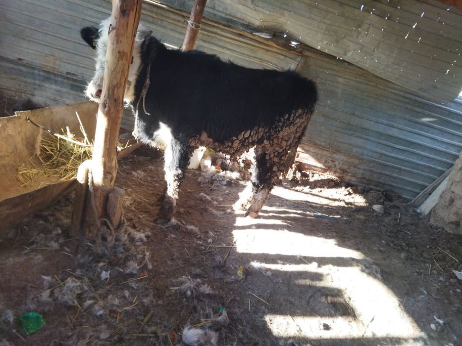 Еркек баспак сатылады