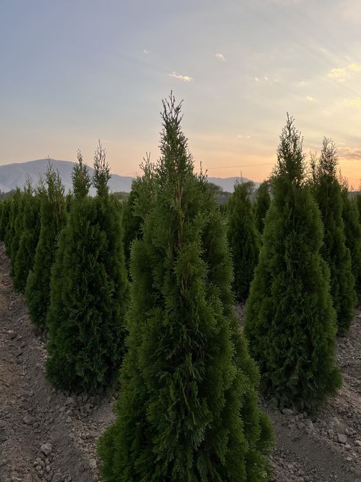 Туя смарагд колоновидный
