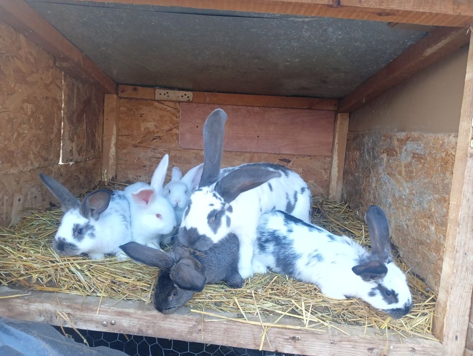 De vânzare  3 pui de iepuri