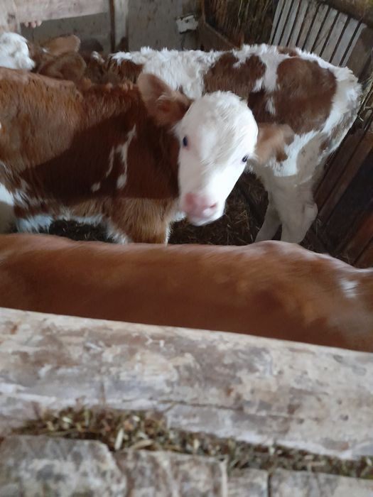 Vând taurasi baltati