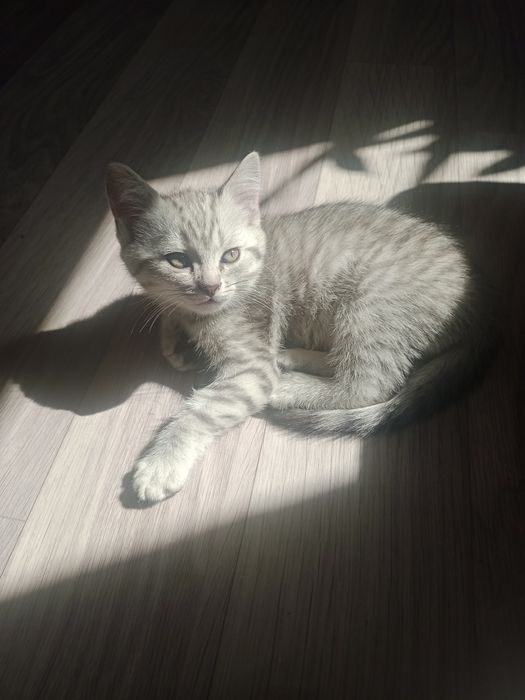 Котенок шатландец