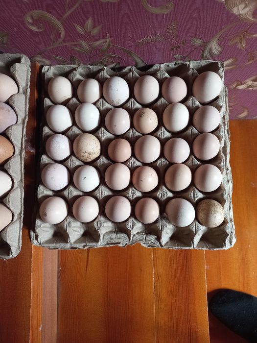 Продам инкубационное яйцо