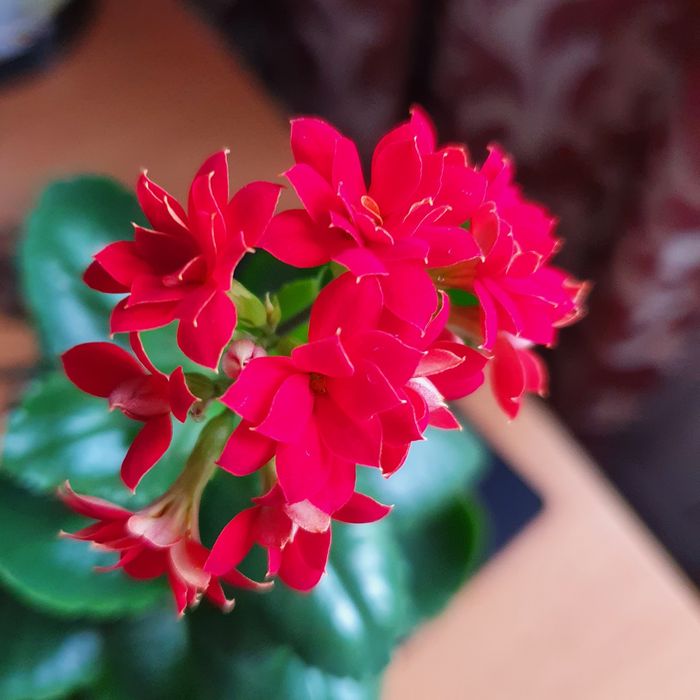 Цветы калонхоэ цветущий