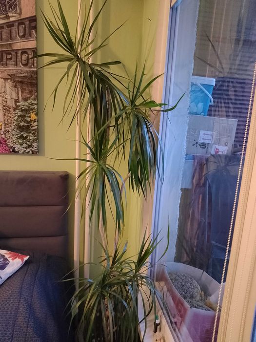 Продавам голяма палма драцена