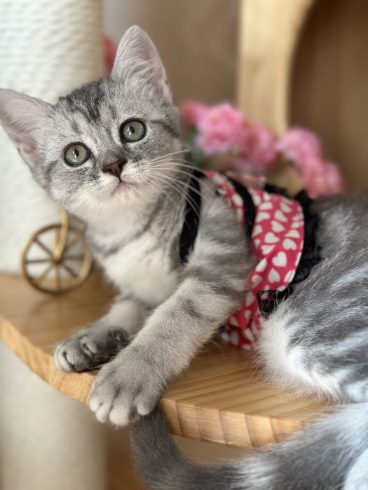 Чистакровная скоттиш страйт с международным паспортом