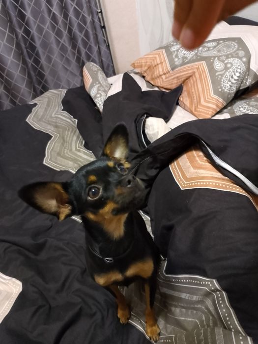 Вязка той терьера