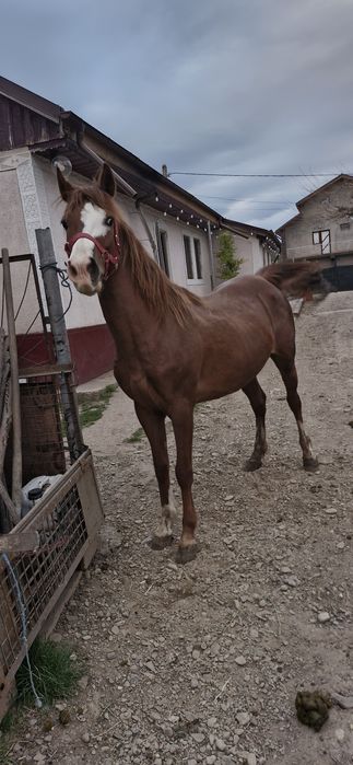Iapa cu manza cuminte