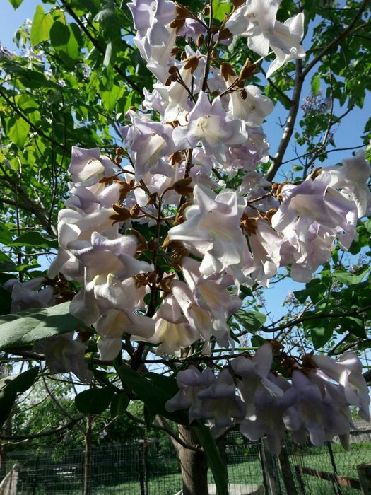 Paulownia la ghiveci