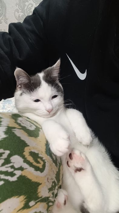 Мальчик кошка харошая