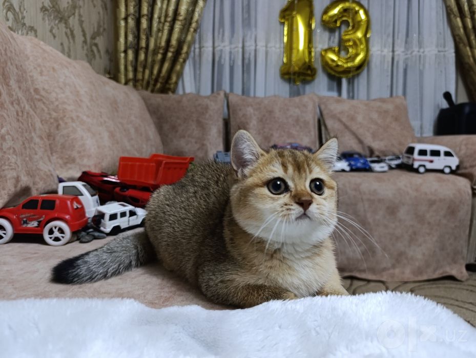 Золотая шиншилла