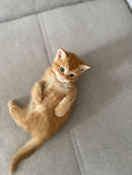 Продаётся котик породы скотиш страйт