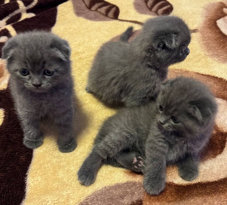 Вислоухие Шотландские котята