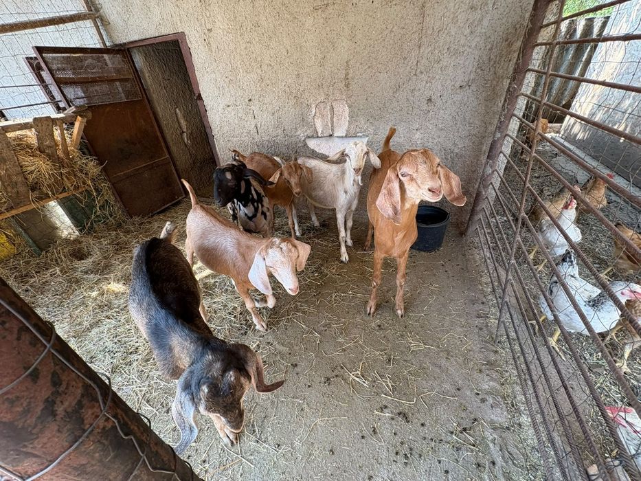 Țapi de vânzare – lot frumos, diverse culori, crescute la țară