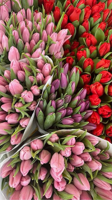 Тюльпаны к 8 марта