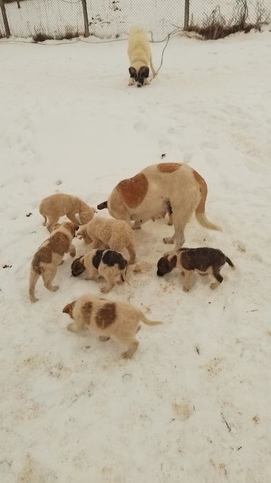 Donez căței kangal ciobănesc