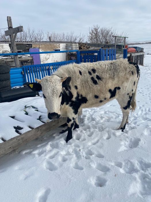 Продается корова первотелка стельная