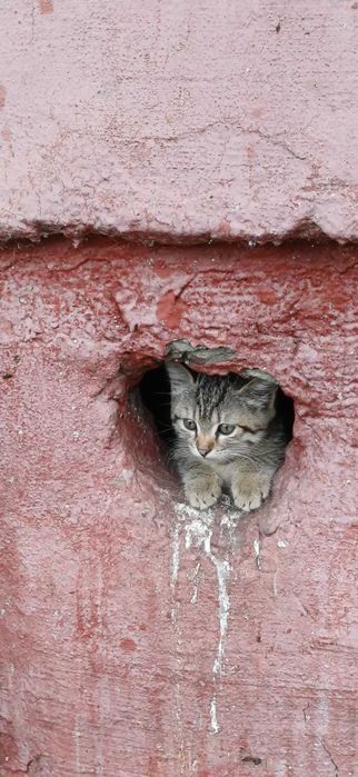 Подкинули котят. Нужен дом! Срочно!