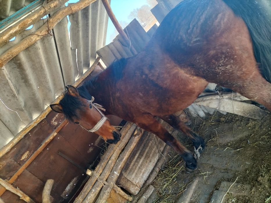 Қысыр ту бие сатылады