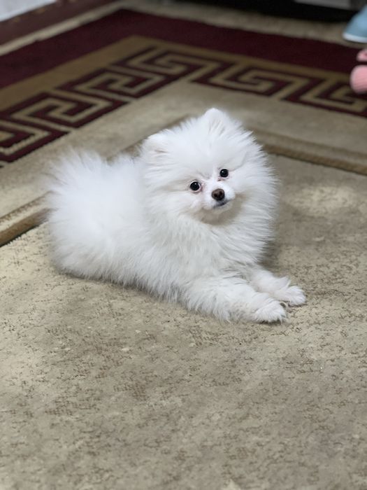 Щенок шпица с документами