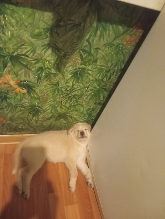 отдам в хорошие руки щенков