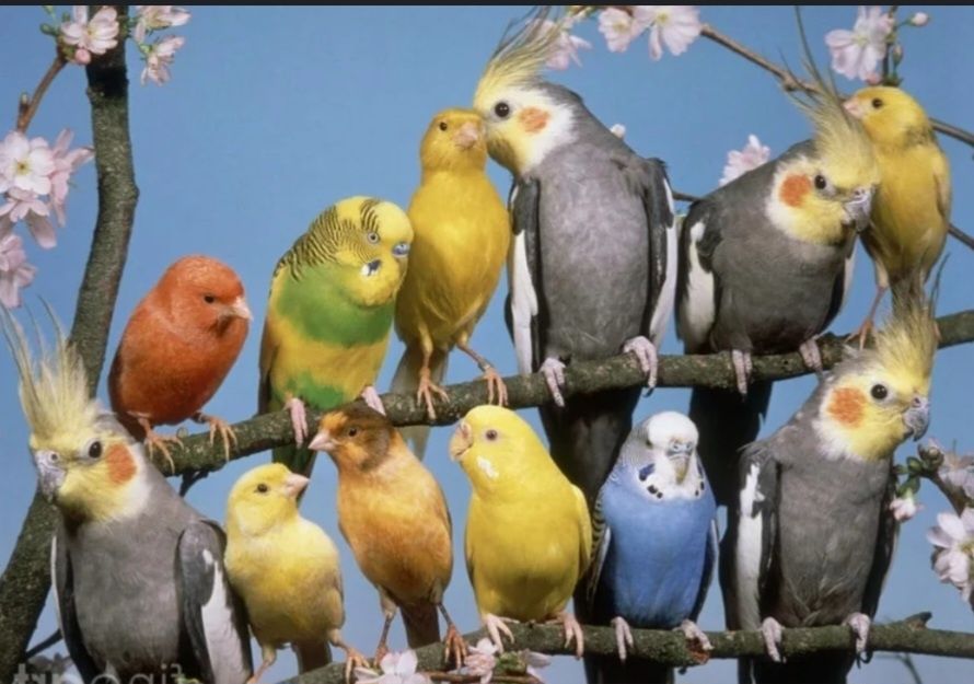 Волнистый попугай,домашние