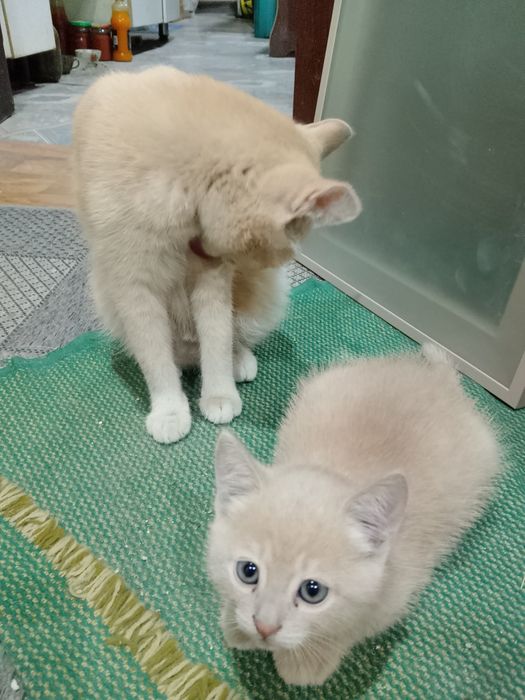 Отдам кошку и котёнка