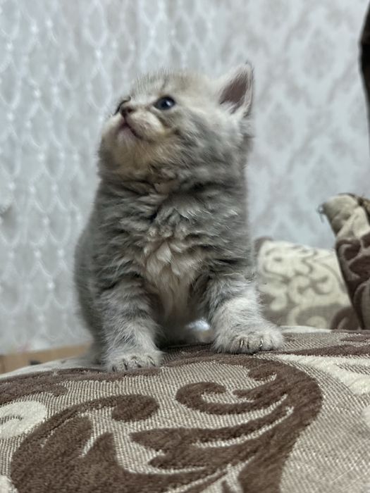 Продам котят шотландцев