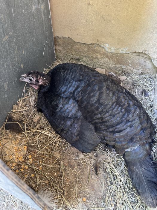 Тауық, үндік, индюк, тауык