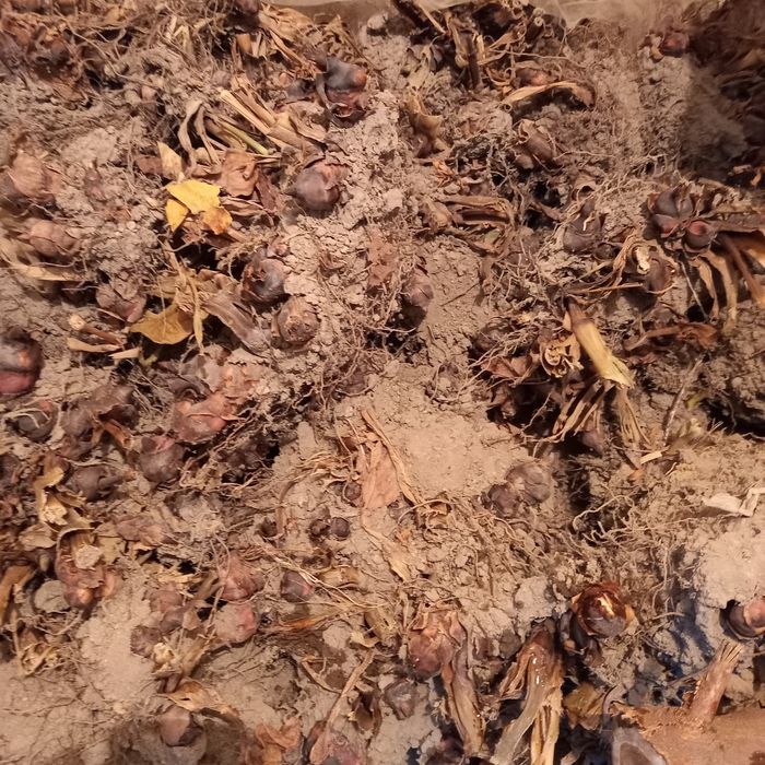 Продам корешки цветов Каны