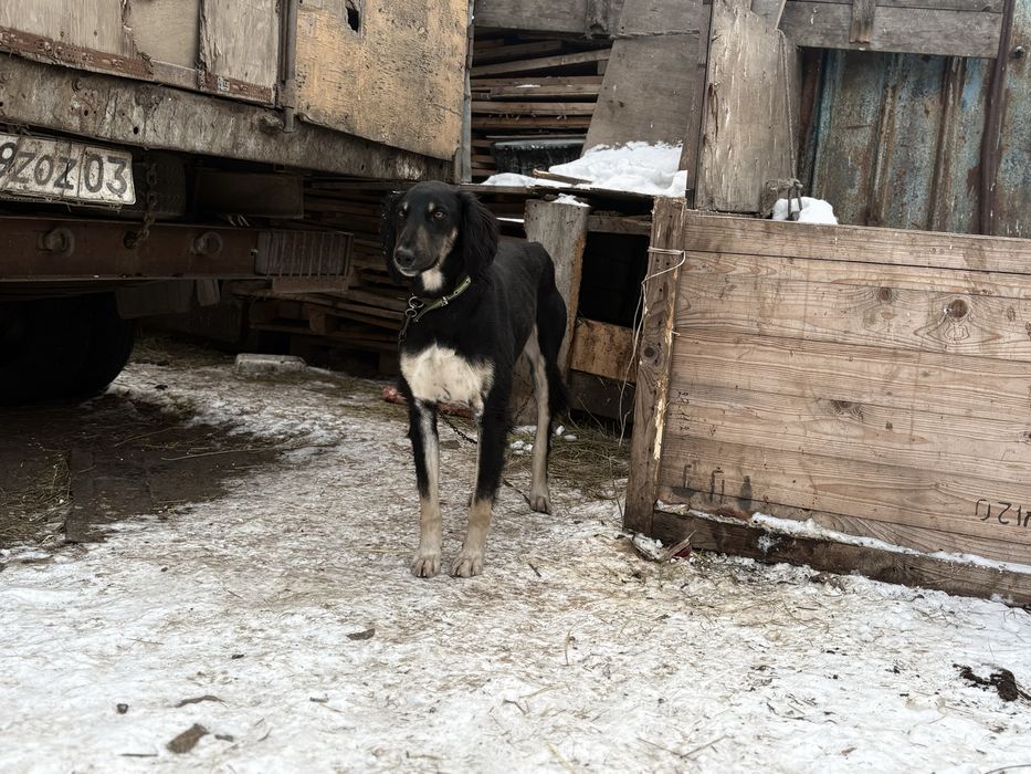 Тазы рабочий 2 года