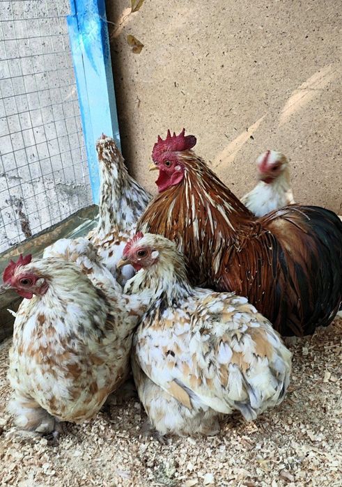 Карлик Парселан Оксар сотувда камёб зот